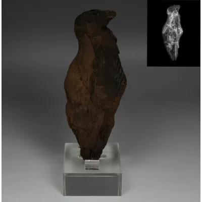 Avers, pour Égyptien — Mummified Falcon (Kestrel, Falco Tinninculus) with X-Ray — Late Period, 664 - 332 av. J.-C., Late...