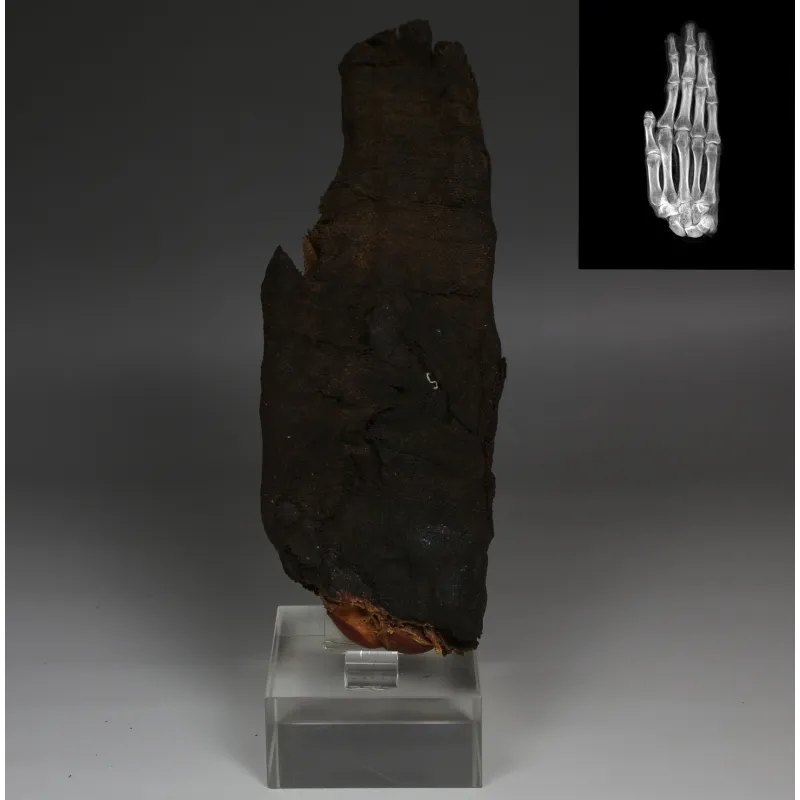Obverse, for Egyptian — Mummified hand with X-Ray — Late Period, 664 - 332 B.C, Late Period, 664 - 332 B.C